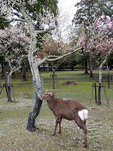 奈良県奈良市