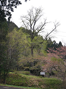 青蓮寺の大銀杏