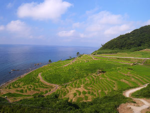 白米千枚田