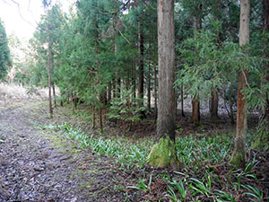 中地山城