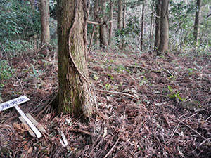 高山城