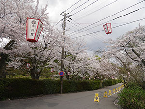 足羽神社のしだれざくら