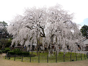 足羽神社のしだれざくら