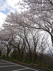 足羽山公園遊園地　さくらカード