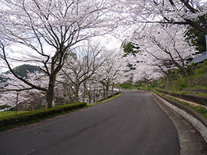 花筐公園　さくらカード