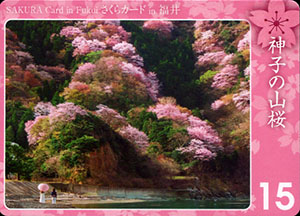 神子の山桜　さくらカード