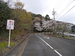 神子の山桜　さくらカード