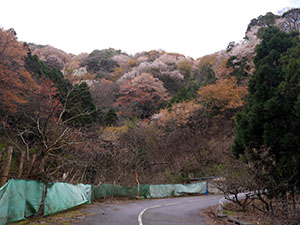 神子の山桜　さくらカード