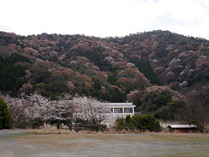 神子の山桜　さくらカード