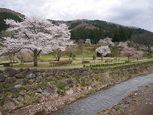 唐門に映える薄墨桜　さくらカード