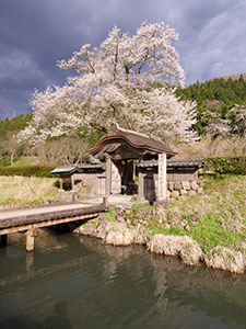 唐門に映える薄墨桜　さくらカード