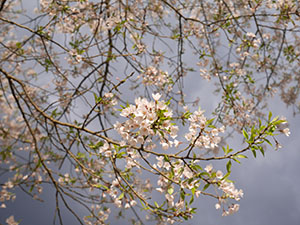 唐門に映える薄墨桜　さくらカード