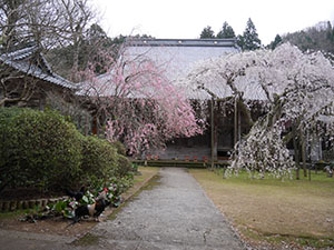 西雲寺のシダレザクラ　さくらカード