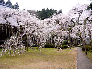 西雲寺のシダレザクラ　さくらカード