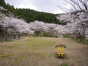 福井市ガラガラ山水仙の里キャンプ場　さくらカード