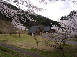 福井市ガラガラ山水仙の里キャンプ場　さくらカード