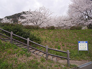 福井市ガラガラ山水仙の里キャンプ場　さくらカード