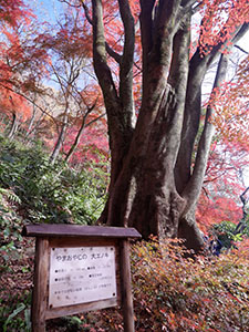 隠山第二隧道（６号トンネル）　愛岐トンネル群