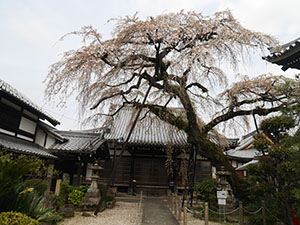 圓明寺のシダレザクラ　愛知県犬山市