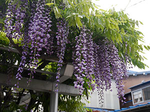 藤棚白山神社