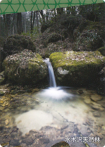 水木沢天然林　歩こう中山道木曽路カード