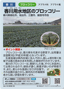 香川　香川用水地区のブロッコリー
