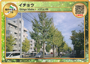 イチョウ　街路樹カード
