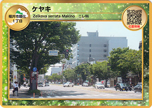 ケヤキ　街路樹カード