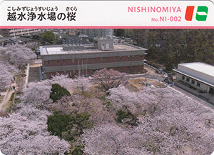 越水浄水場の桜　カーナカード　No.NI-002