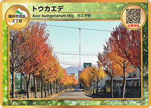 トウカエデ　街路樹カード