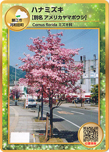 ハナミズキ　街路樹カード