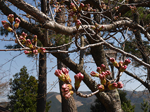 丸岡城（桜Ver）　福井県坂井市