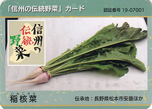 稲核菜　信州の伝統野菜カード