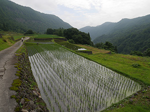結東の石垣田(春) 新潟県津南町