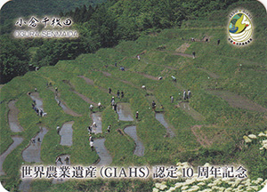 小倉千枚田