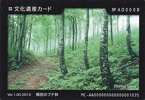 樽田のブナ林 新潟県津南町