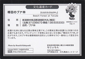 樽田のブナ林 新潟県津南町