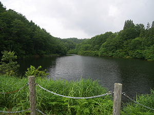樽田のブナ林 新潟県津南町