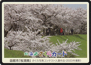 函館市「桜満開」　北海道さくらカード