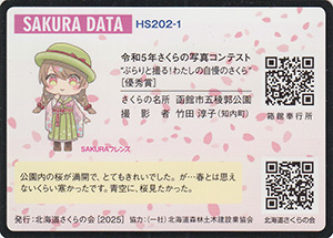 函館市「桜満開」　北海道さくらカード