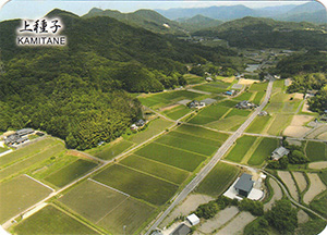 上種子