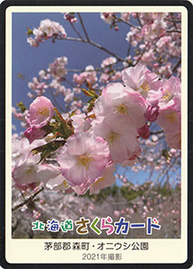 森町・オニウシ公園　北海道さくらカード
