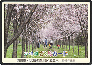 滝川市・「北辰の森」さくら並木　北海道さくらカード