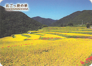 おごっ段の華