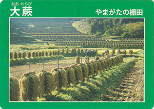 大蕨　やまがたの棚田