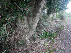 神郷亀塚古墳　Ver.1.00