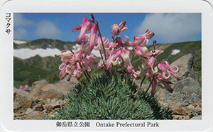 御岳県立公園　コマクサ