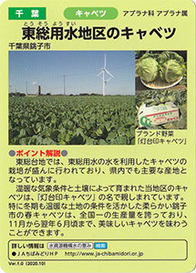 千葉　東総用水地区のキャベツ　Ver.1.0