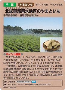 千葉　北総東部用水地区のやまといも　Ver.1.0