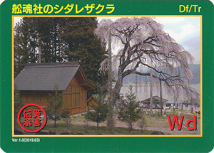 舩魂社のシダレザクラ　Ver.1　災害伝承カード